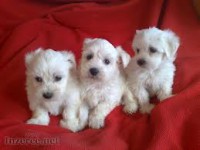 /album/klbka/images-6-jpg/